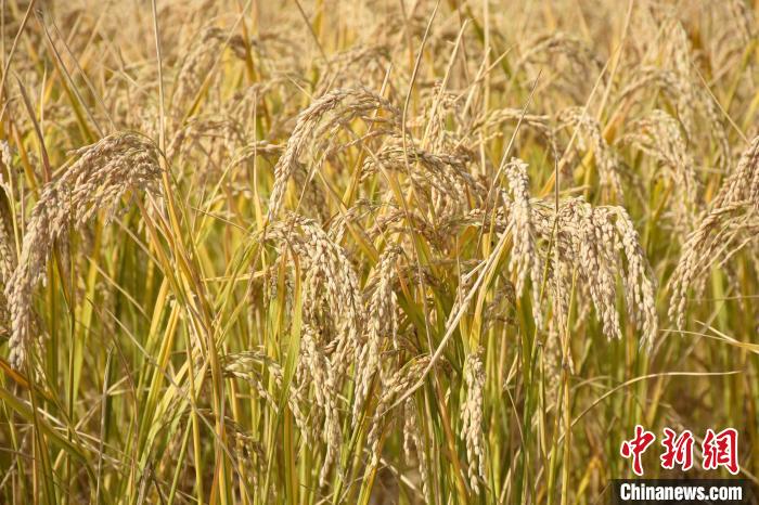 盐碱地变“粮仓” 新疆岳普湖县海水稻种植获突破