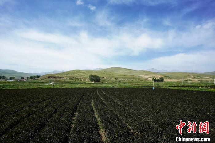 甘肃规模畜禽养殖场“遍地开花” 农业污染排放量下降明显