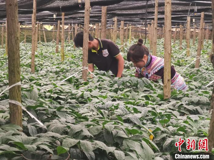 云南开展科研试验 破解三七种植难题