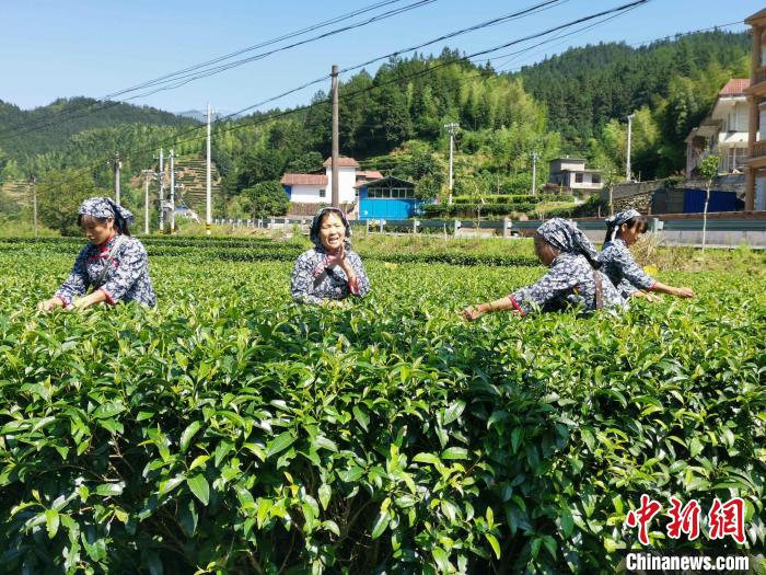 【网络媒体革命老区行】湖南桂东茶韵飘香 绿色崛起助力振兴